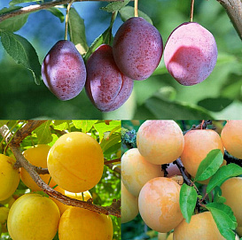 Слива 'Конфетная/Восход/Ренклод Советский'