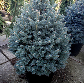 Пихта субальпийская 'Компакта'