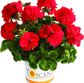 Пеларгония зональная 'Тоскана Смарт Сенна Ред' (красная, зеленый лист)