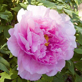 Пион древовидный 'Сэйдай' (светло розовый)