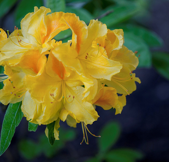 Рододендрон желтый (азалия) 'Голдфлейм' (желтый)