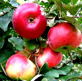 Яблоня домашняя 'Краса Свердловская'