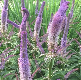 Вероникаструм виргинский 'Купид' (фиолетовый)