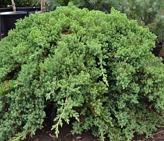 Можжевельник лежачий 'Нана'