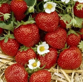Земляника (клубника) 'Ред Стар'