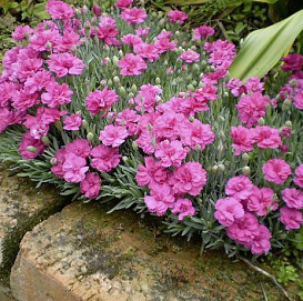 Гвоздика перистая 'Криспа'