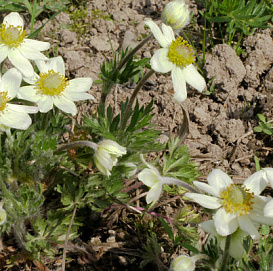 Анемона многонадрезная (Ветриница)