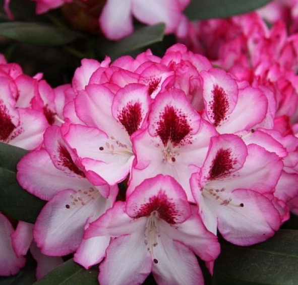 Рододендрон гибридный (вечнозеленый) 'Хахманс Фойершайн'