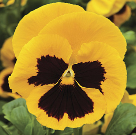 Виола Виттрока 'Матрикс Йеллоу' (желтая с темным зевом)