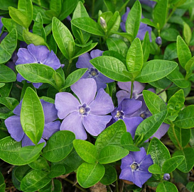 Барвинок малый 'Анна'