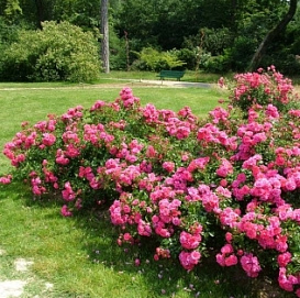 Роза 'Флауэр Карпет' (почвопокровная, шраб)(розовая)