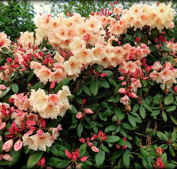 Рододендрон гибридный (азалия) 'Вирджиния Ричард' (персиковый)