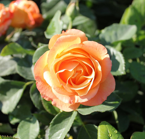 Роза 'Ла Палма' (чайно-гибридная) (персиково - розовая)