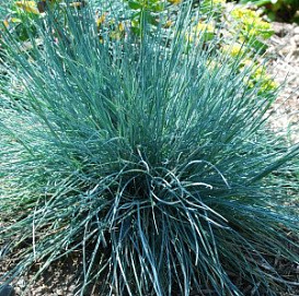 Молиния голубая