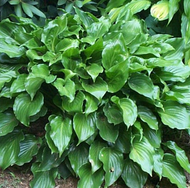 Хоста гибридная (вздутая, волнистая) 'Инвинсибл'