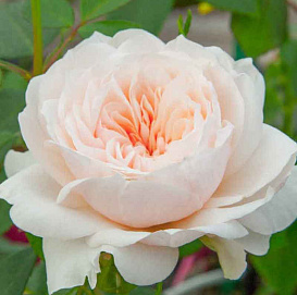 Роза 'Сабрина' (плетистая) (персиково - кремовая)