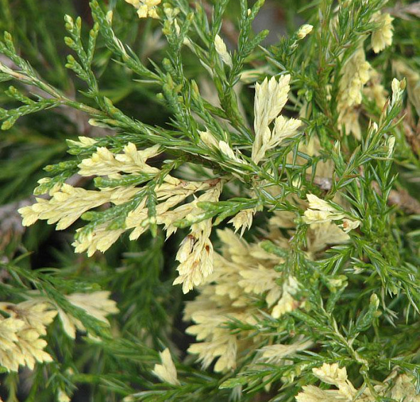 Можжевельник казацкий 'Вариегата'