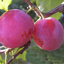 Слива 'Деликатная'