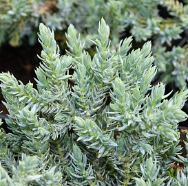 Можжевельник чешуйчатый 'Тропикал Блу'