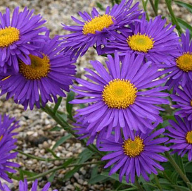 Астра альпийская 'Данке Шон' (фиолетовая)