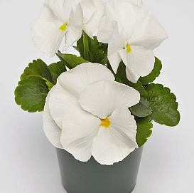 Виола Виттрока 'Инспайр Плюс Вайт'