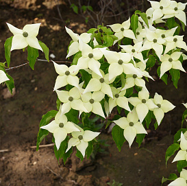 Дерен Коуза китайский