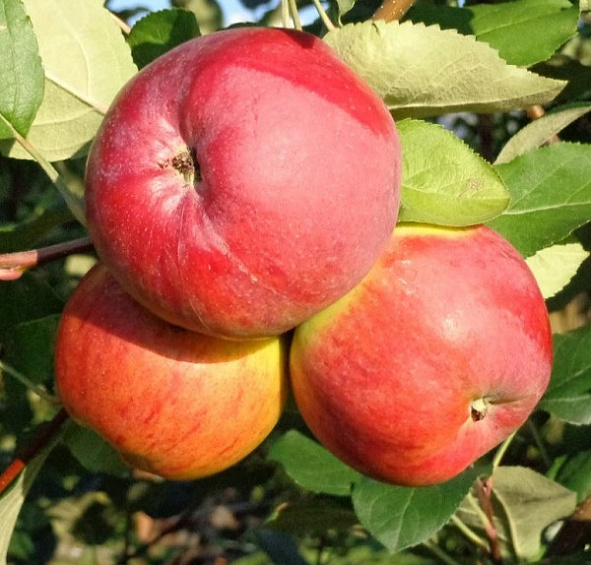 Яблоня домашняя 'Апрельская'
