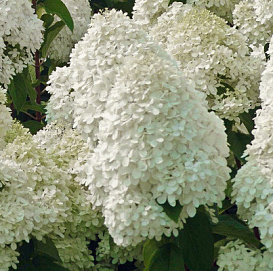 Гортензия метельчатая 'Белый медведь'