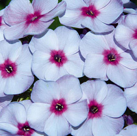 Флокс метельчатый 'Синдерелла'