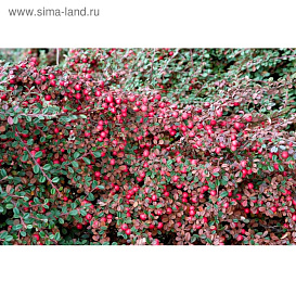 Кизильник Даммера 'Эйхольц'