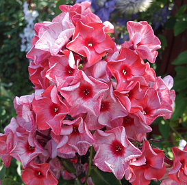 Флокс метельчатый 'Уральские сказы'