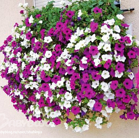Петуния (cурфиния) ампельная (кашпо)