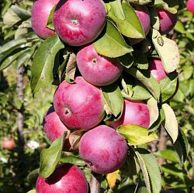 Яблоня колоновидная 'Есения'