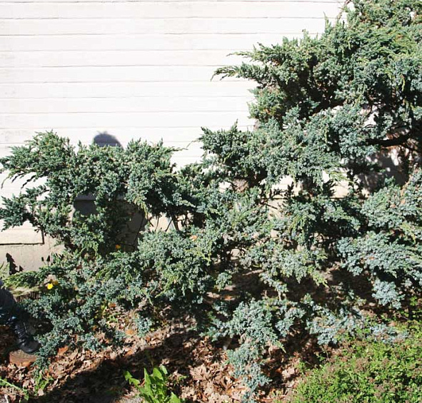 Можжевельник чешуйчатый 'Мейери'