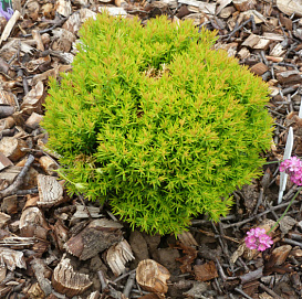 Туя западная 'Анниек'