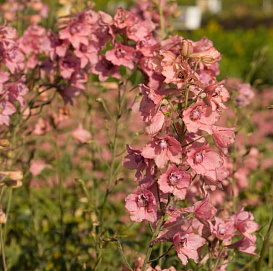 Дельфиниум (живокость) 'Пинк Сенсэйшен'