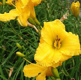 Лилейник гибридный 'Бакабана'