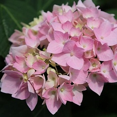 Гортензия крупнолистная 'Эндлесс Саммер пинк'