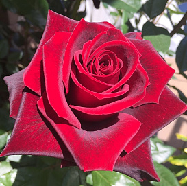 Роза 'Ред Вельвет' (чайно-гибридная) (красная)