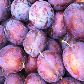 Слива 'Президент'