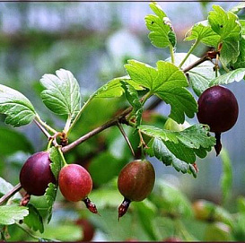 Крыжовник 'Северный капитан'