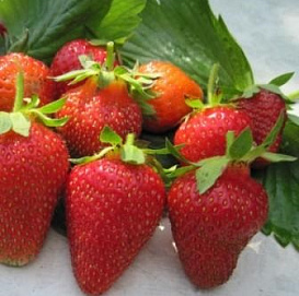 Земляника (клубника) 'Роксана'