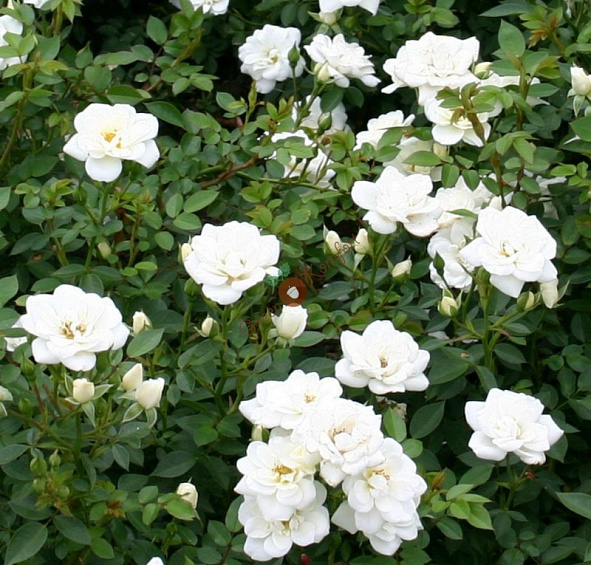 Роза 'Уайт Кове' (миниатюрная) (белая)