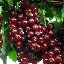 Смородина красная 'Виксне'