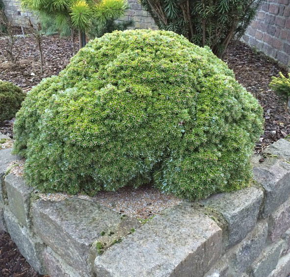 Пихта корейская 'Силберкугель'