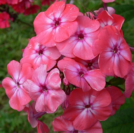 Флокс метельчатый 'Радость жизни'