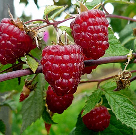 Малина 'Феномен'