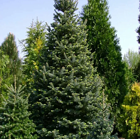 Пихта субальпийская