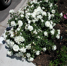 Роза 'Вайт Фейри' (почвопокровная, флорибунда)