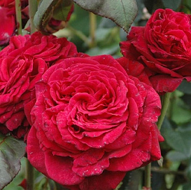 Роза 'Четырех ветров' (флорибунда) (малиново-красная) 